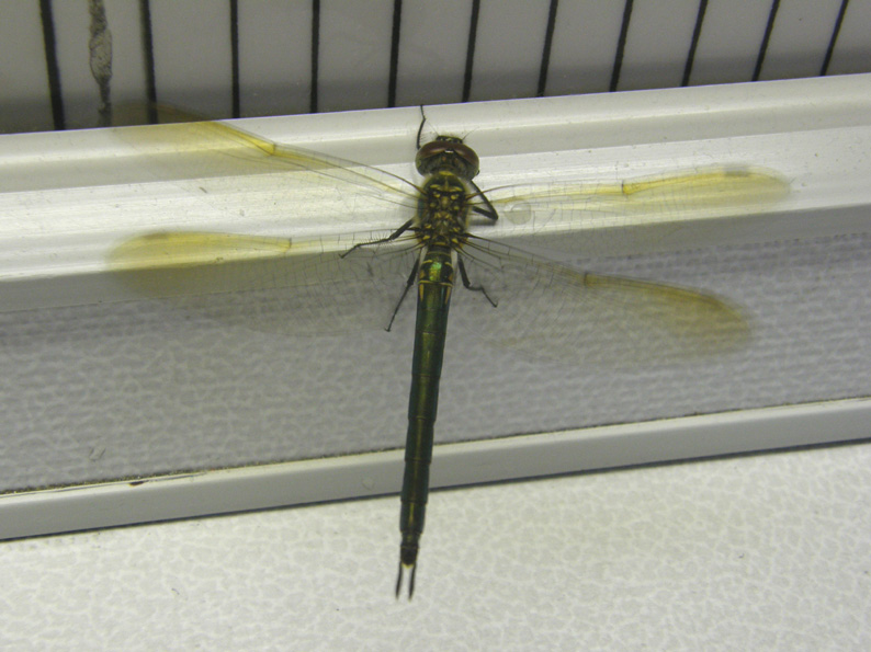 Libellula da identificare