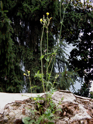 Sonchus tenerrimus / Grespino sfrangiato