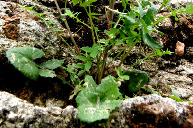 Sonchus tenerrimus / Grespino sfrangiato