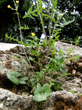 Sonchus tenerrimus / Grespino sfrangiato