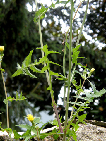 Sonchus tenerrimus / Grespino sfrangiato