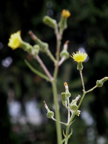 Sonchus tenerrimus / Grespino sfrangiato