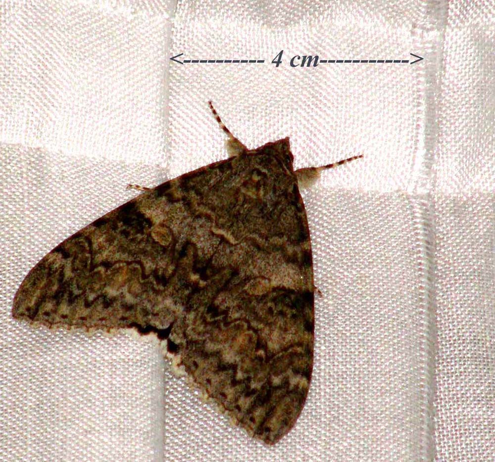 Bella falena da identificare: Catocala nupta