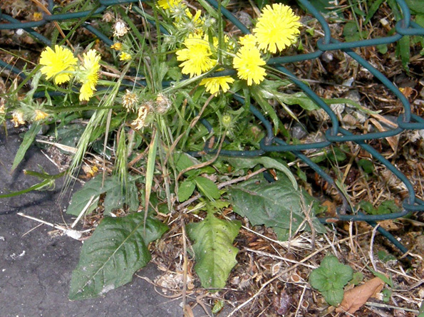 Crepis setosa / Radicchiella cotonosa