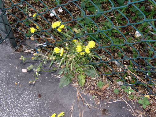 Crepis setosa / Radicchiella cotonosa