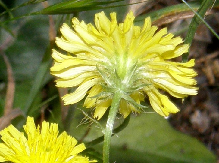 Crepis setosa / Radicchiella cotonosa