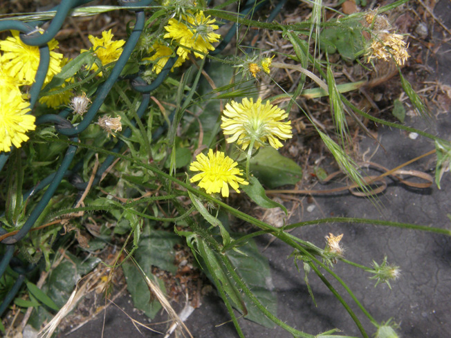 Crepis setosa / Radicchiella cotonosa