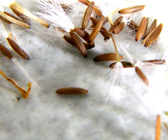 Crepis foetida / Radicchiella selvatica