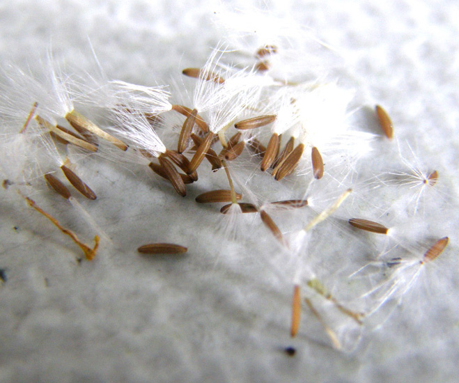 Crepis foetida / Radicchiella selvatica