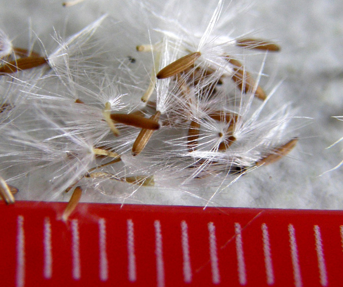 Crepis foetida / Radicchiella selvatica