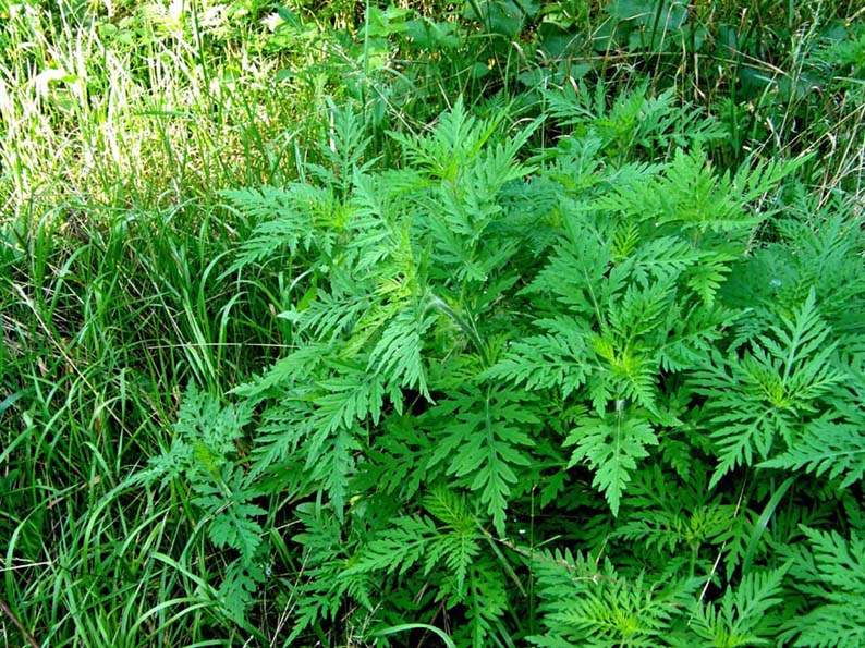 Ambrosia artemisiifolia (asteraceae)