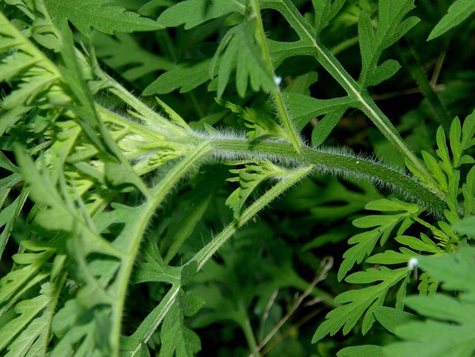 Ambrosia artemisiifolia (asteraceae)