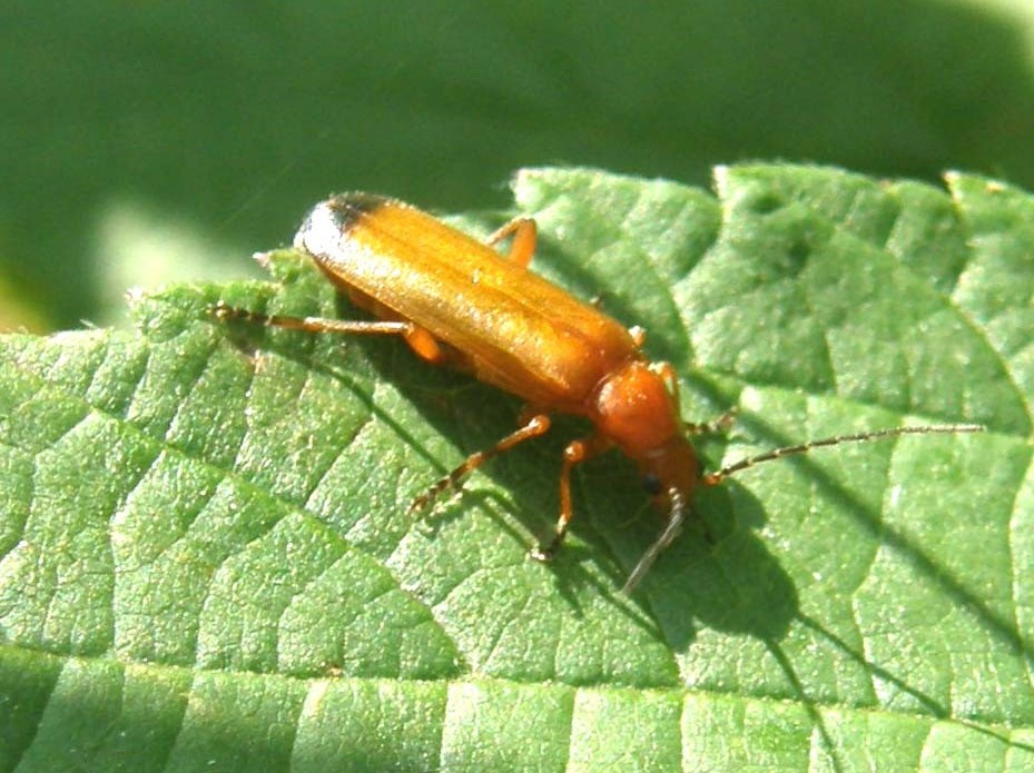 Rhagonycha fulva (Cantharidae)