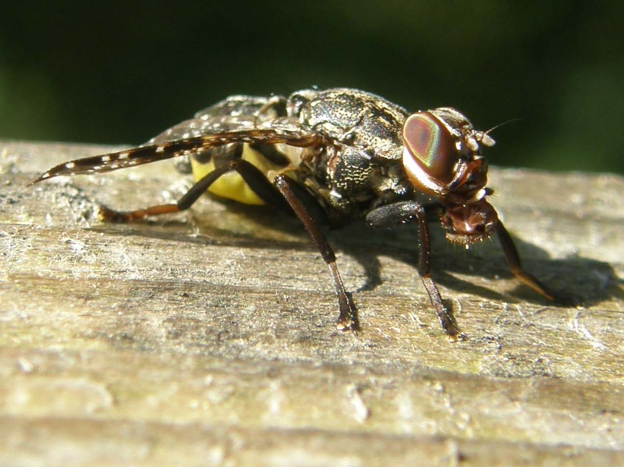 Platystoma sp. (Platystomatidae)