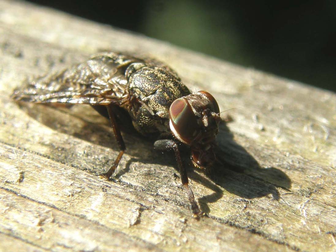 Platystoma sp. (Platystomatidae)