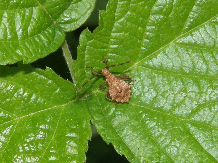 Coreidae: Coreus marginatus (ninfa) della Lombardia (MI)