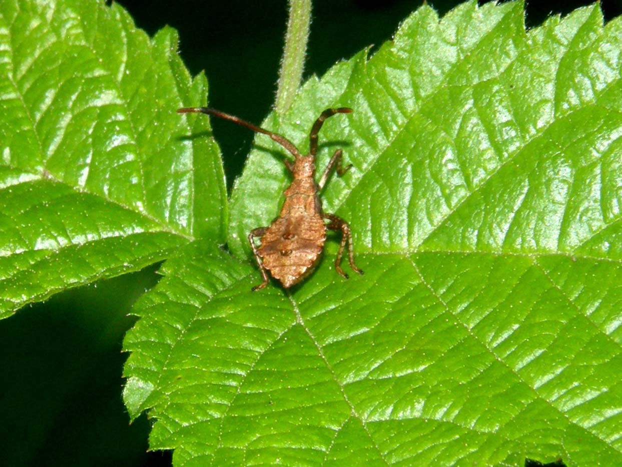 Coreidae: Coreus marginatus (ninfa) della Lombardia (MI)