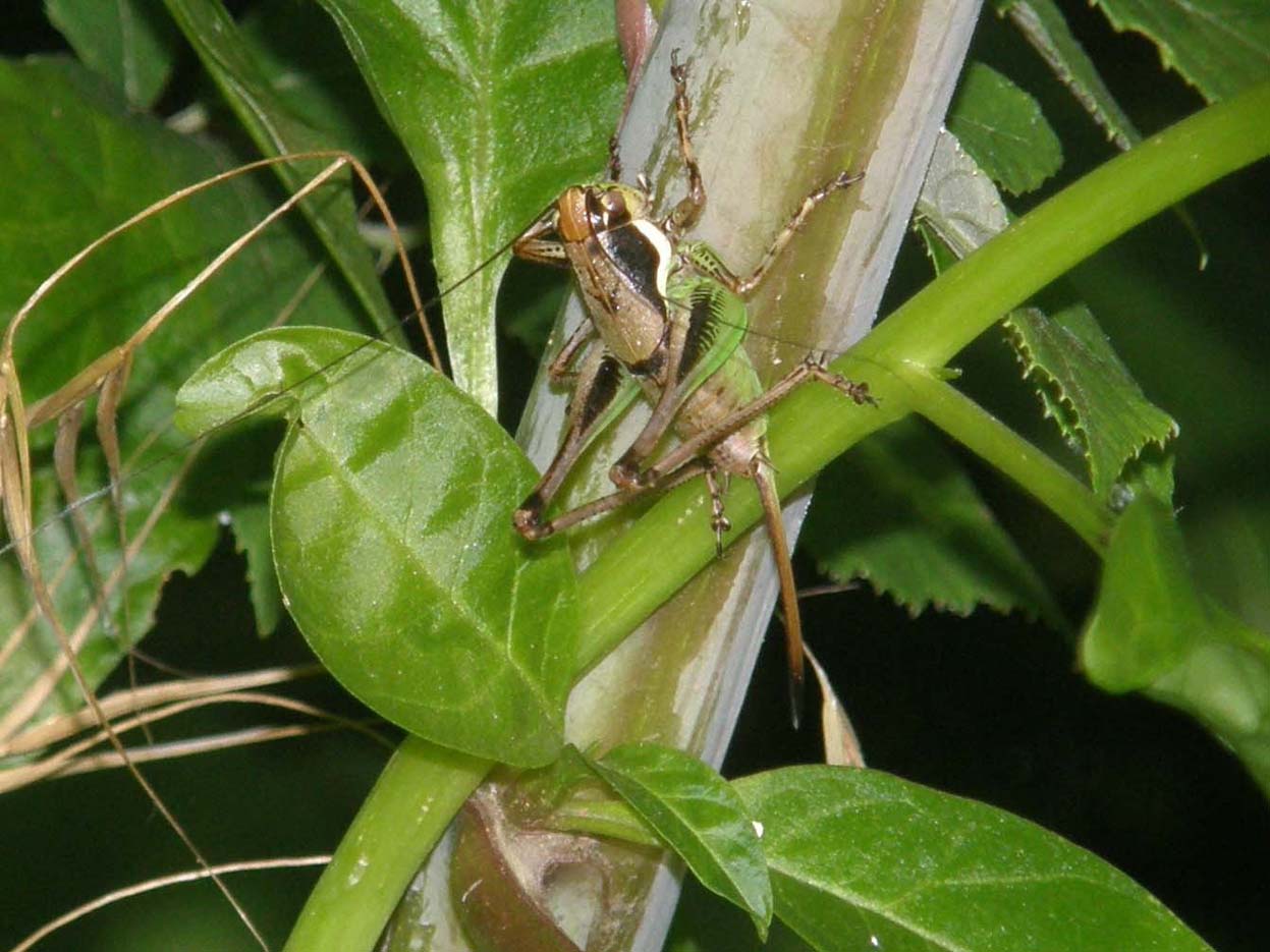 Eupholidoptera chabrieri