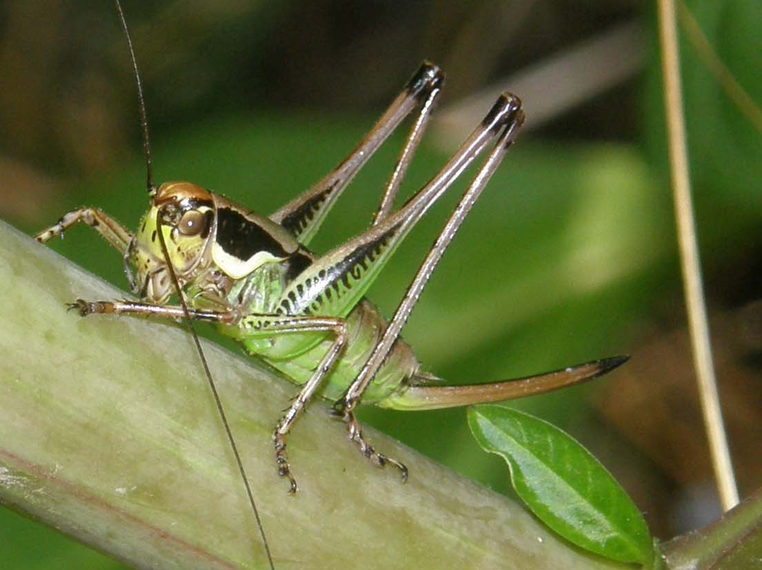 Eupholidoptera chabrieri