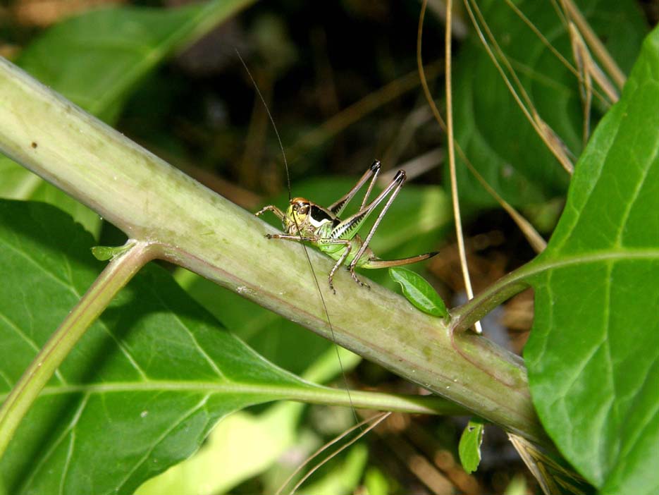 Eupholidoptera chabrieri