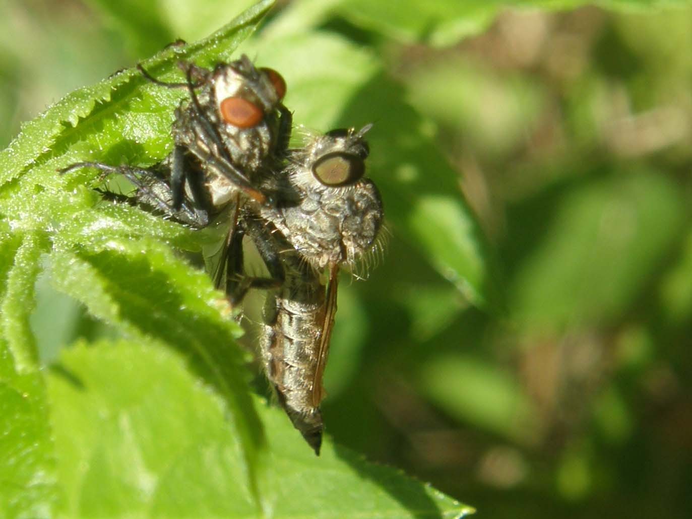 Asilidae (predatore) e Sarcophagidae (preda)