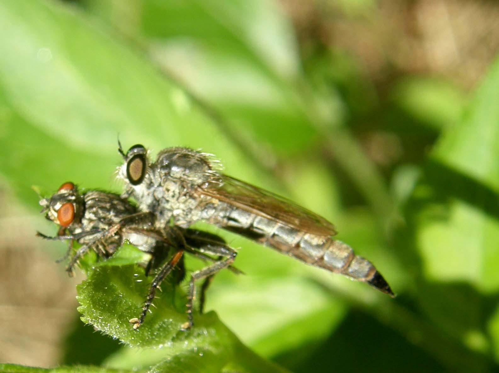 Asilidae (predatore) e Sarcophagidae (preda)