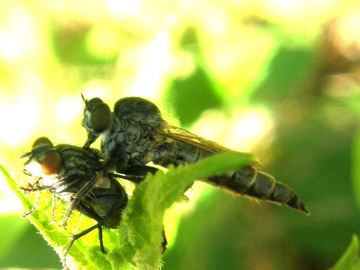 Asilidae (predatore) e Sarcophagidae (preda)