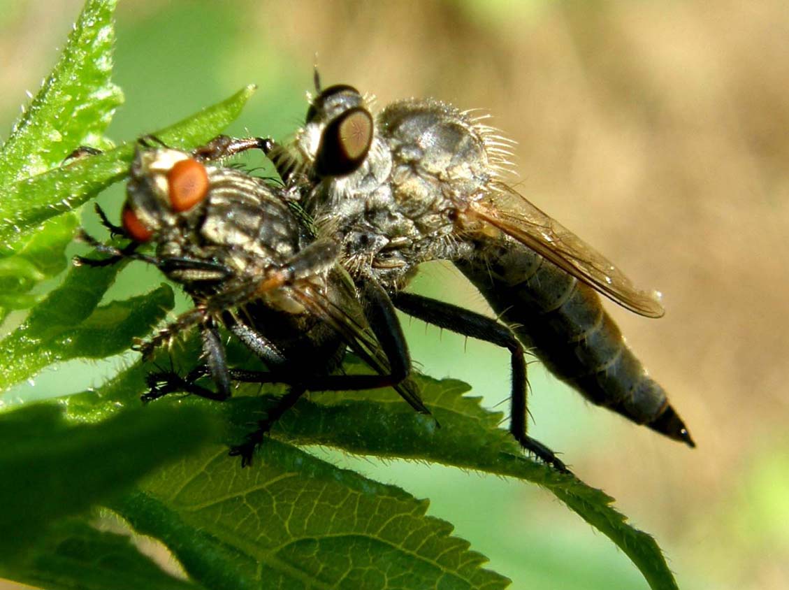 Asilidae (predatore) e Sarcophagidae (preda)