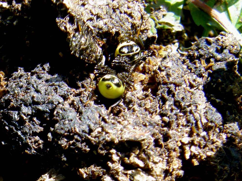 Platystoma sp. (Platystomatidae)