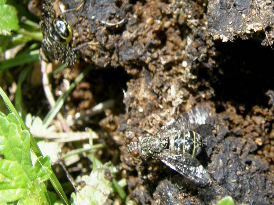 Platystoma sp. (Platystomatidae)