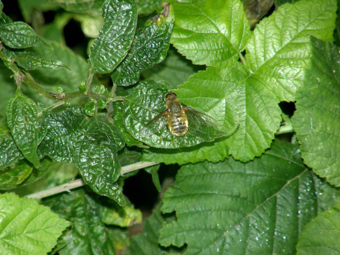 Bombyliidae - Villa sp.