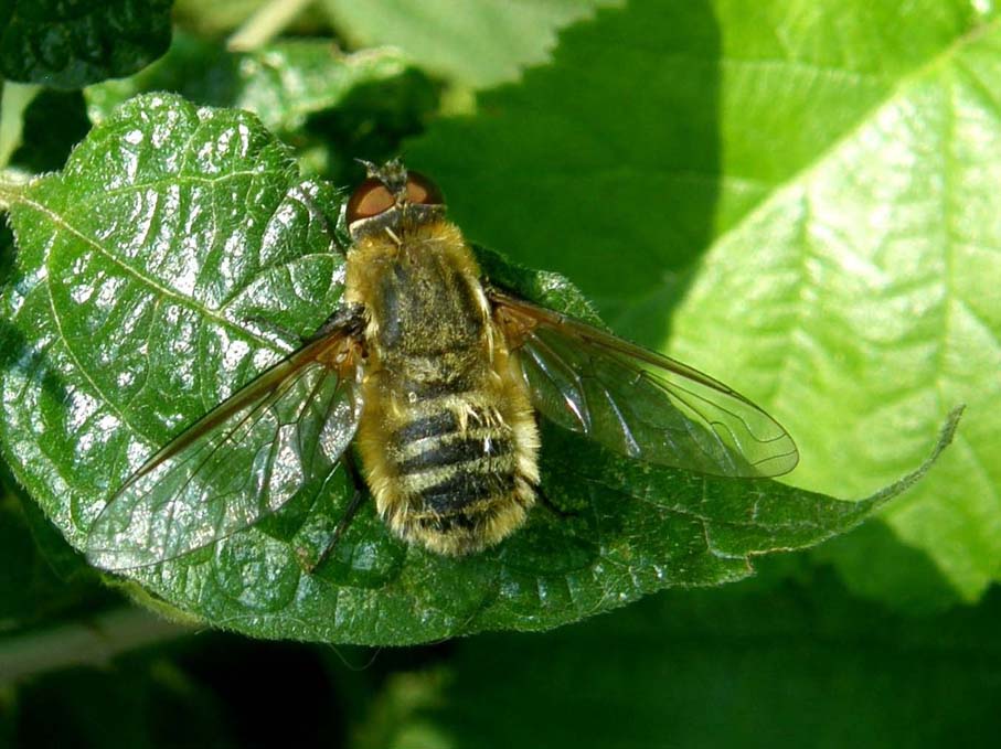 Bombyliidae - Villa sp.