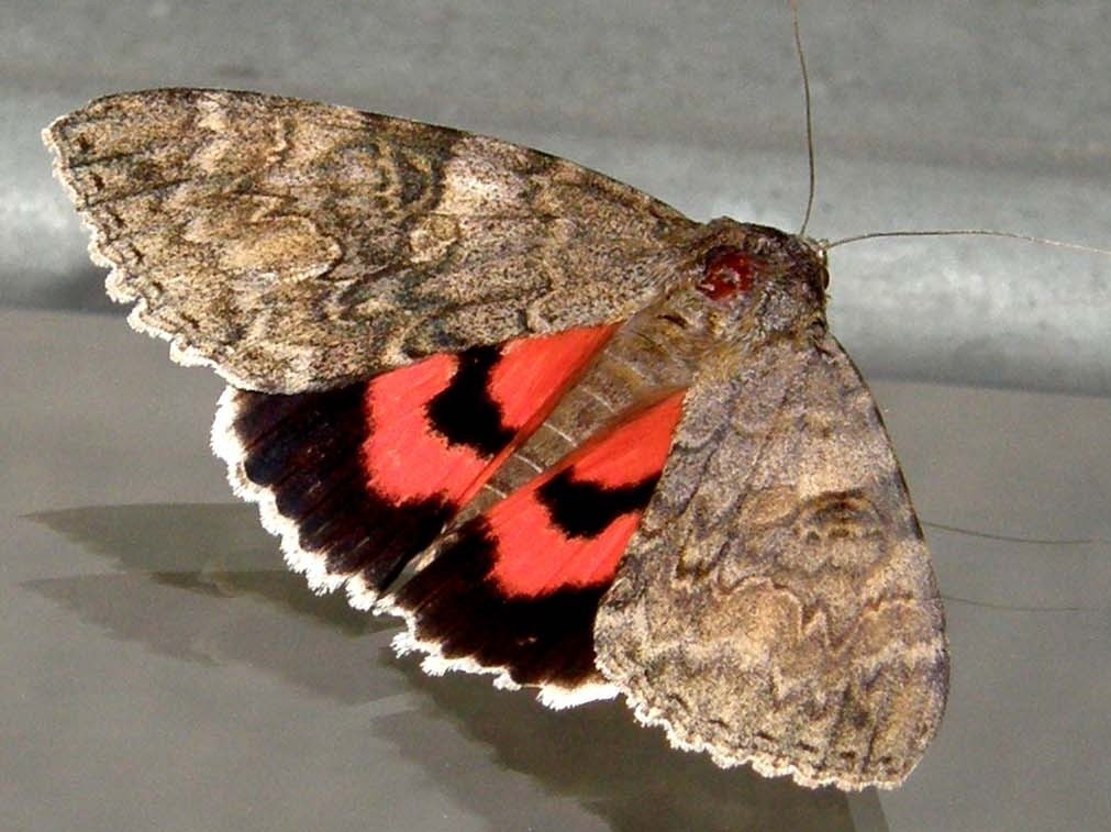 Bella falena da identificare: Catocala nupta