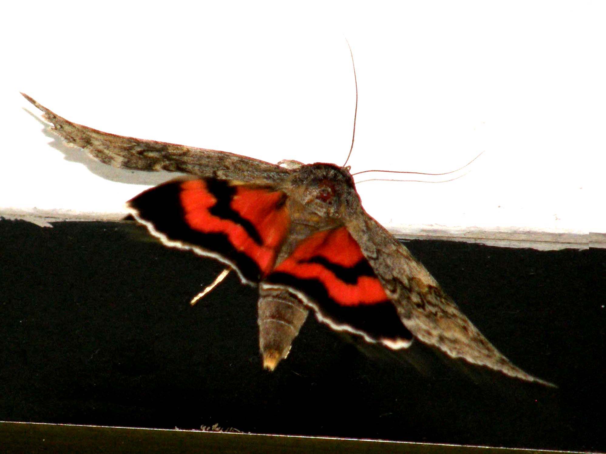 Bella falena da identificare: Catocala nupta