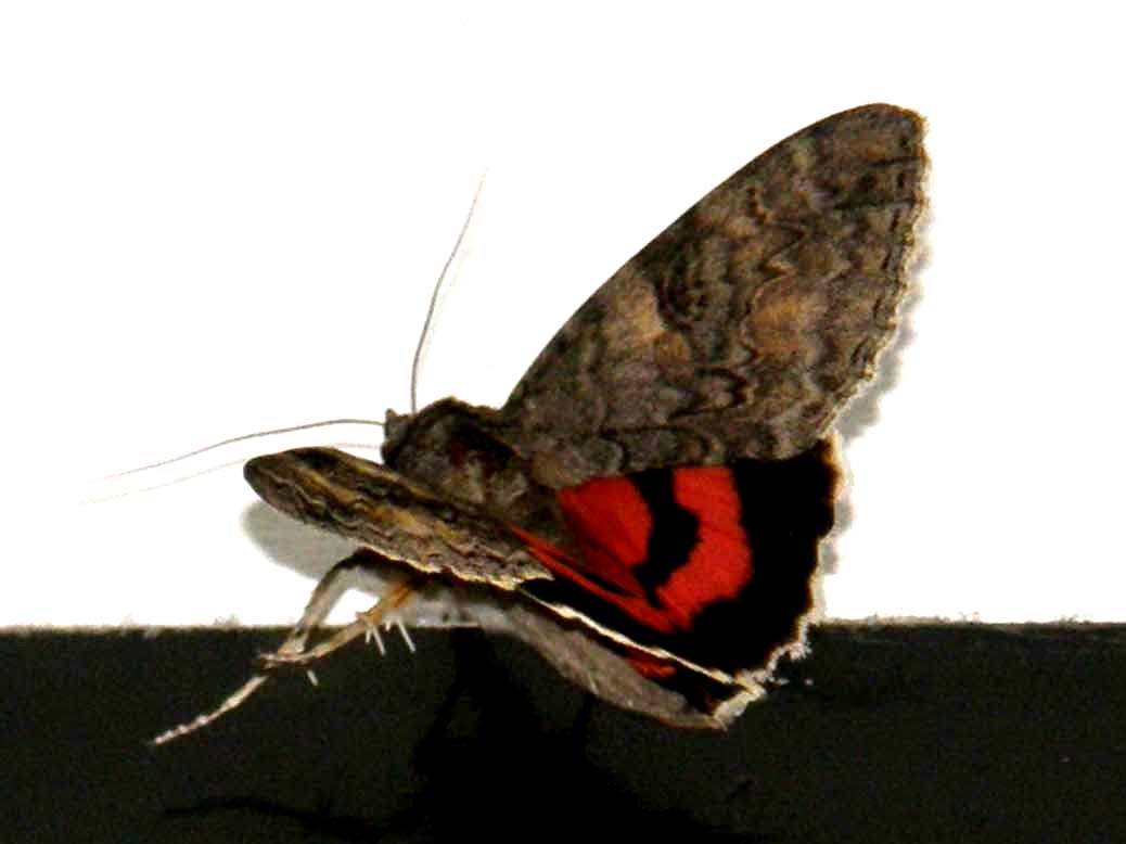 Bella falena da identificare: Catocala nupta