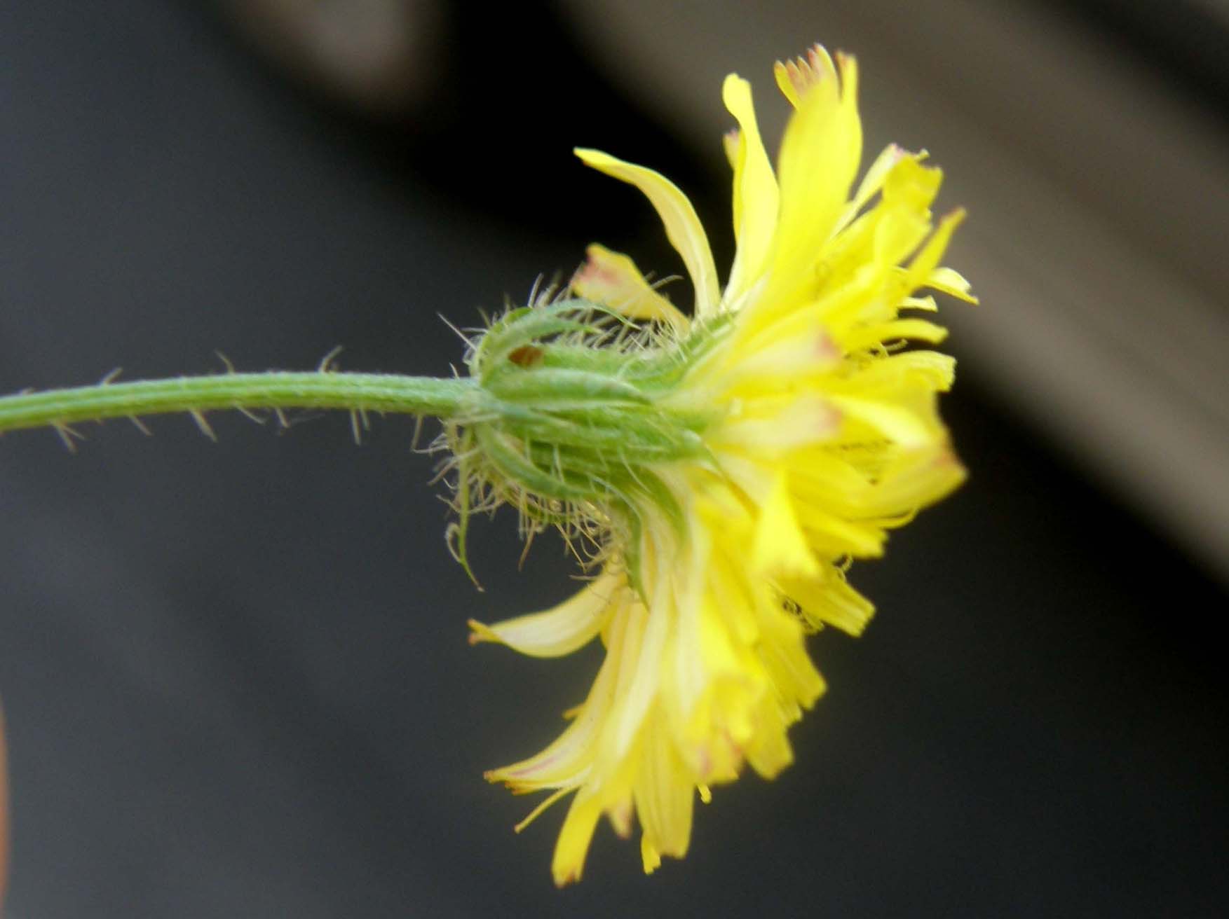 Crepis setosa / Radicchiella cotonosa