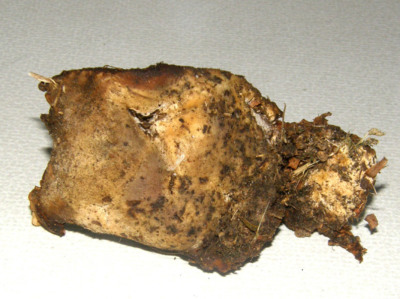 Alla base di una robinia morta (Perenniporia fraxinea)
