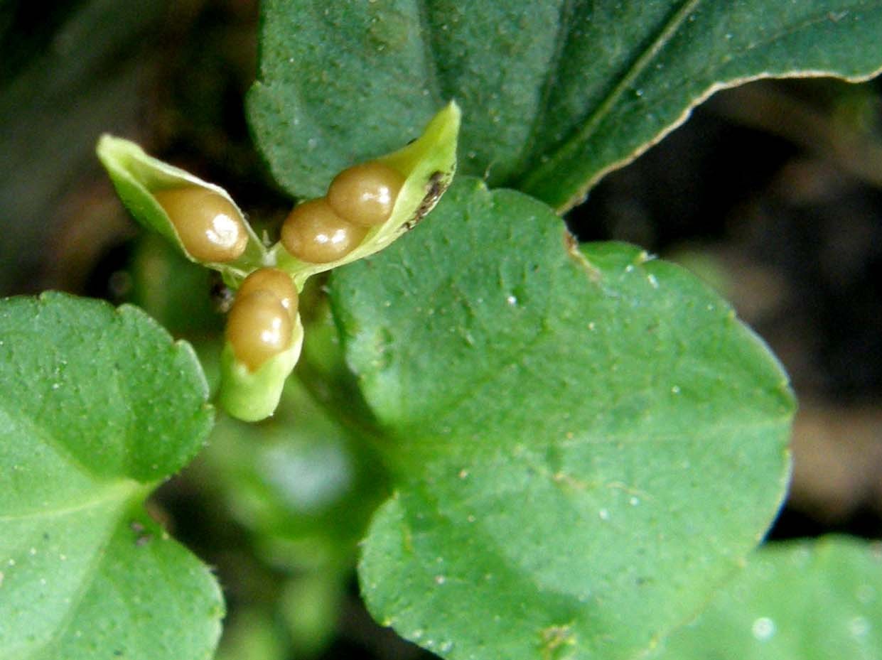 fiori cleistogami di  Viola cfr. reichenbachiana (Violaceae)