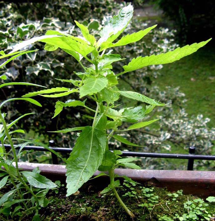 Mercurialis annua (Euphorbiaceae)