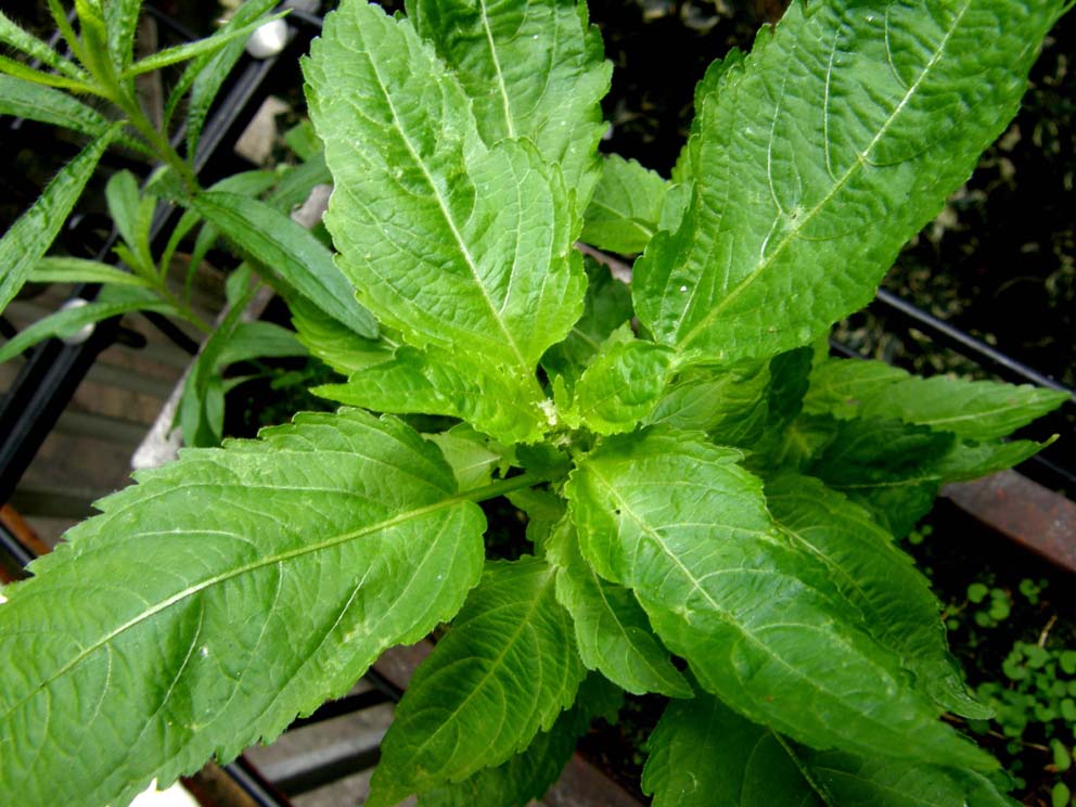 Mercurialis annua (Euphorbiaceae)