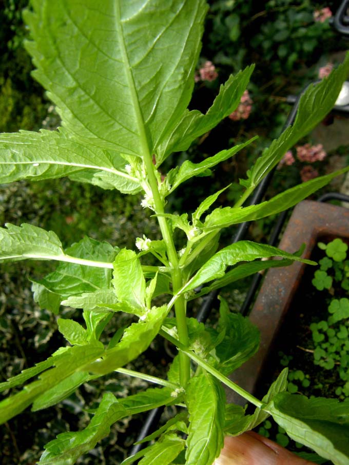 Mercurialis annua (Euphorbiaceae)