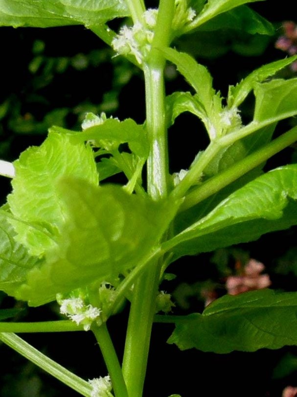 Mercurialis annua (Euphorbiaceae)