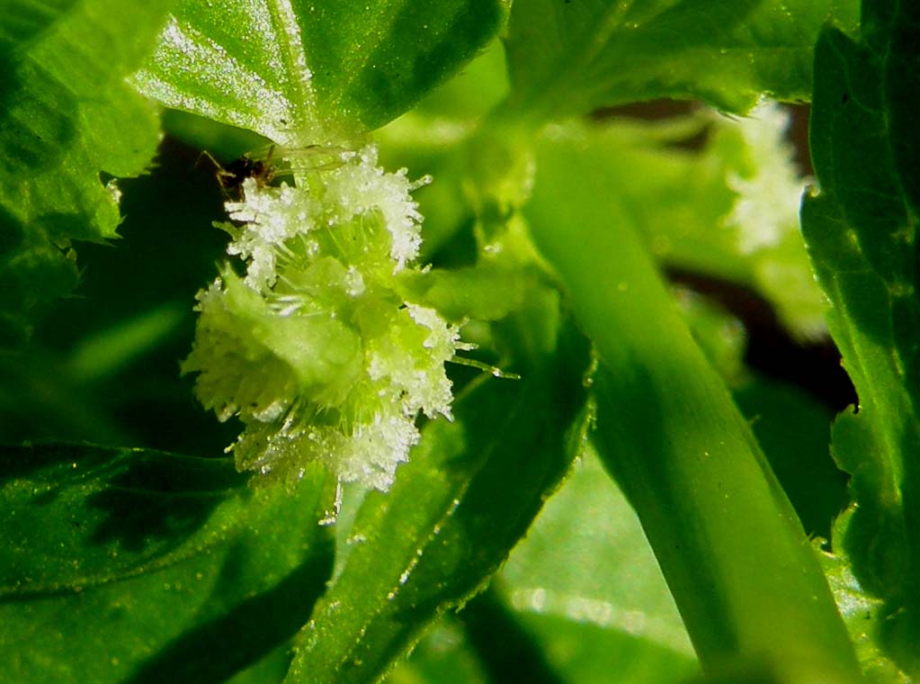 Mercurialis annua (Euphorbiaceae)