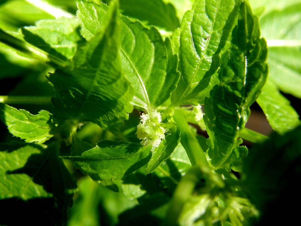 Mercurialis annua (Euphorbiaceae)