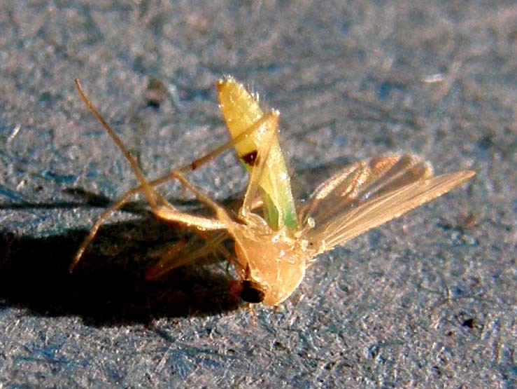 Chironomidae?