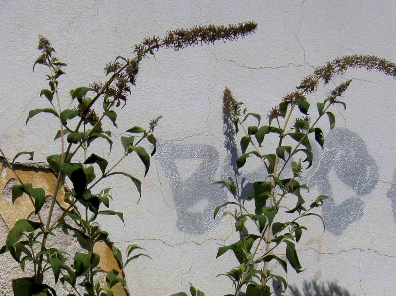 Alta dalle lunghe spighe - Buddleja davidii