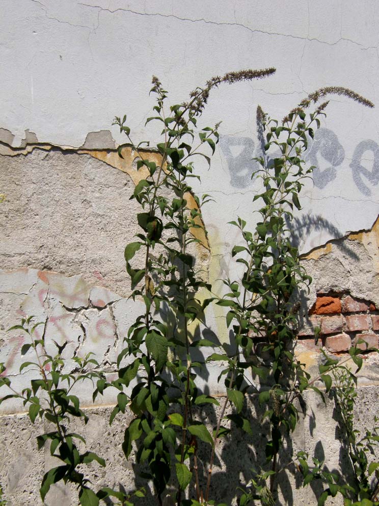 Alta dalle lunghe spighe - Buddleja davidii