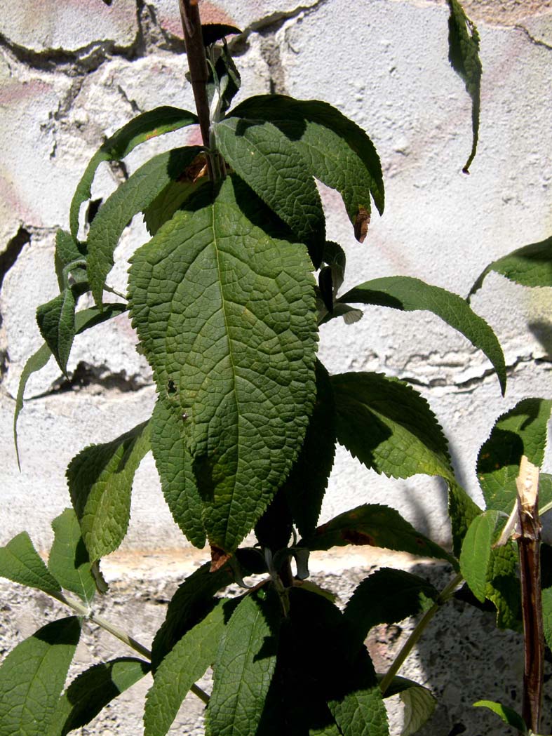 Alta dalle lunghe spighe - Buddleja davidii