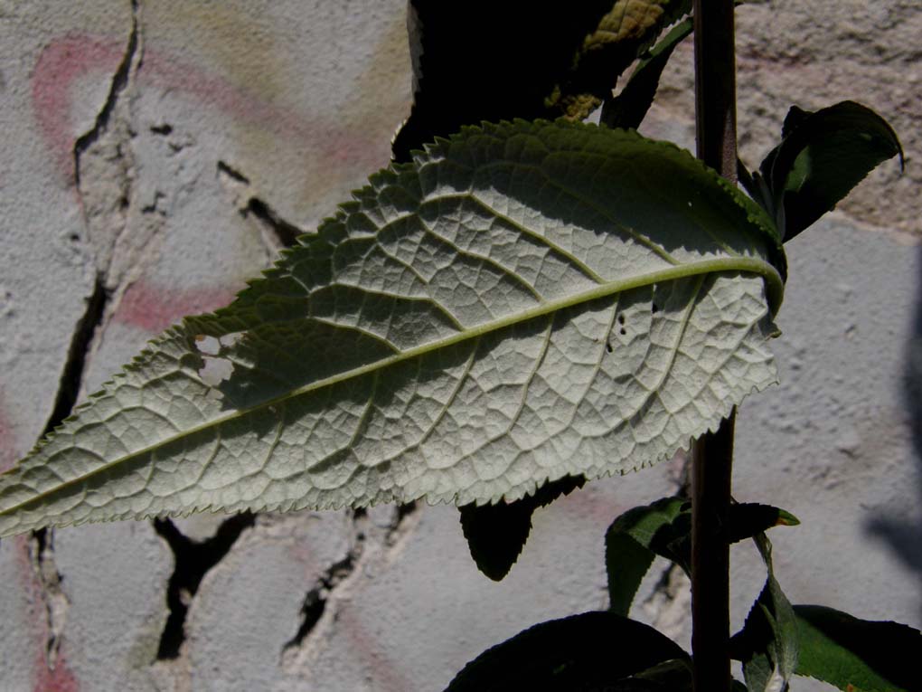 Alta dalle lunghe spighe - Buddleja davidii