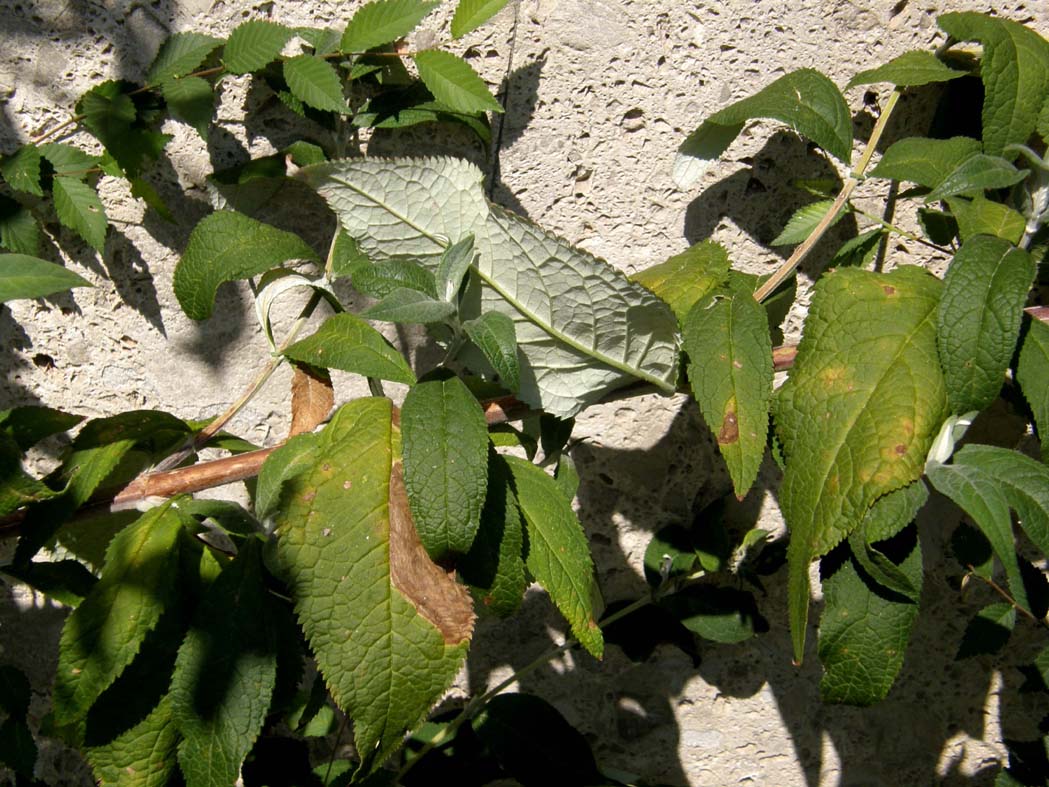 Alta dalle lunghe spighe - Buddleja davidii